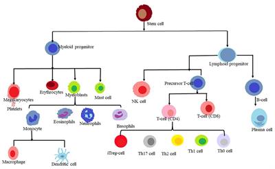 Melatonin: a modulator in metabolic rewiring in T-cell malignancies